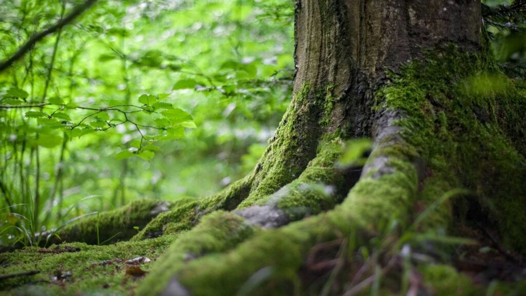 Biodiversidad del bosque autóctono