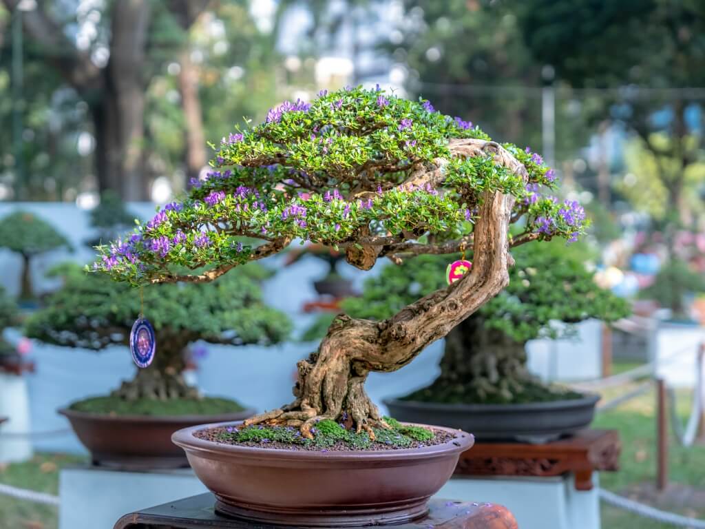Expositores confirmados en la I Feria de Jardinería del Occidente de Asturias (5)