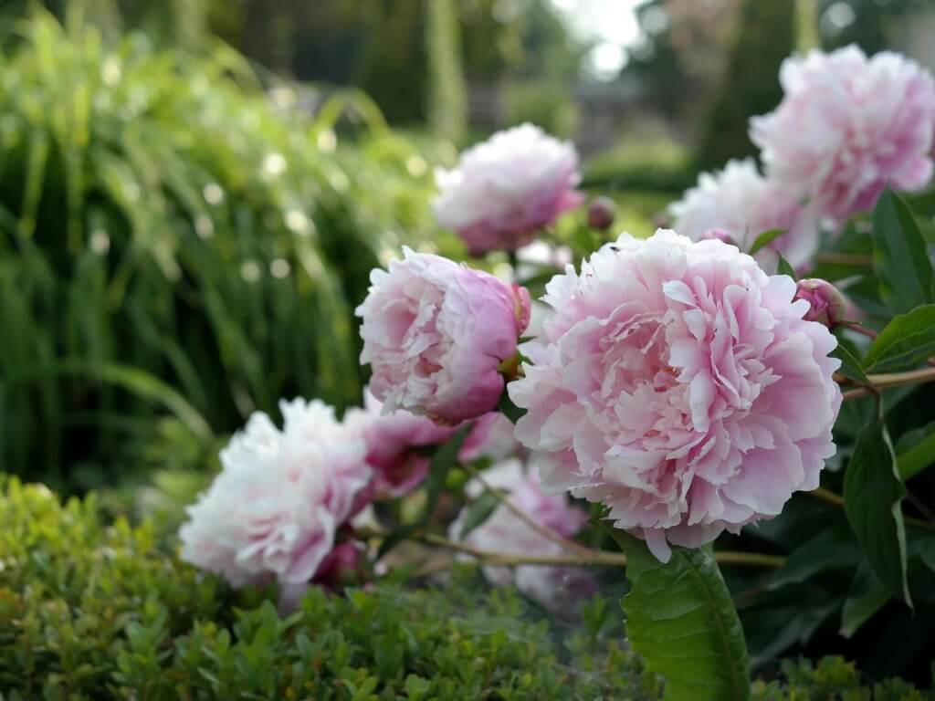 Expositores confirmados en la I Feria de Jardinería del Occidente de Asturias (9)